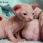 Bébés sphynx blancs des Elfes du Lac