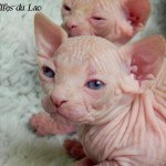 Bébés sphynx blancs des Elfes du Lac