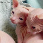 Bébés sphynx blancs des Elfes du Lac