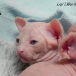 Bébés sphynx blancs des Elfes du Lac