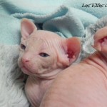 Bébés sphynx blancs des Elfes du Lac