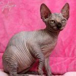 Isis Sphynx M Moi