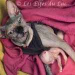 Isis Sphynx M Moi